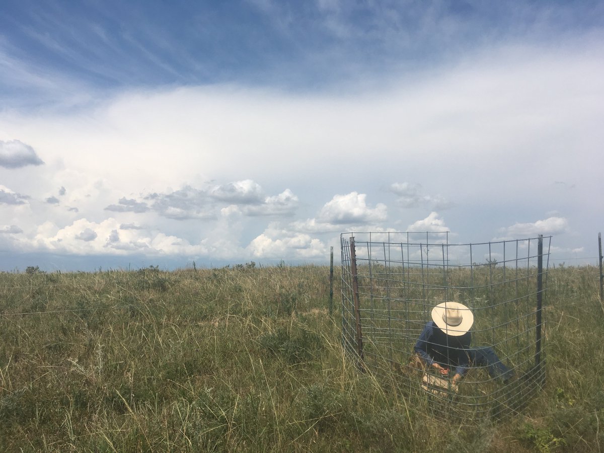 UNLRangeForage tweet media