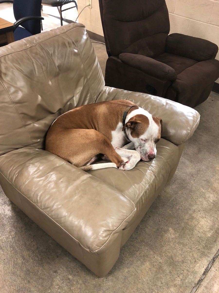 WichitaFireDept's tweet photo. This sweet guy wandered into station 10 this morning. 10s crew checked the home behind them, but he doesn't live there. They will hold onto him at the station today, 2950 E. 21st St. north. Please call 268-4451 and ask to be transferred to Station 10 if he's yours! https://t.co/5XYsULYZ8H