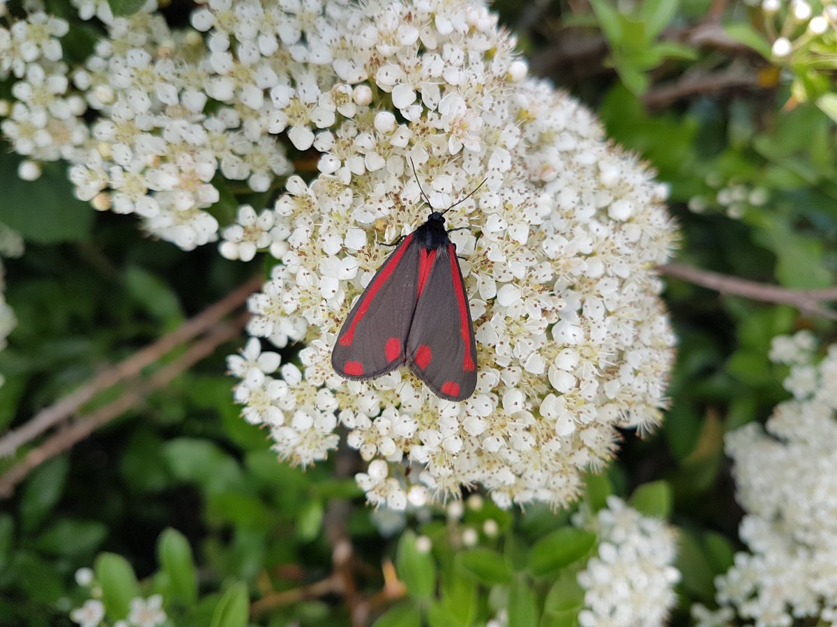 ACEnvSol's tweet image. The vibrant #CinabarMoth snapped whilst we were out at Wharncliffe Business Park, Carlton, Barnsley earlier this week.  This moth helps to control #Ragwort which is poisonous to horses.