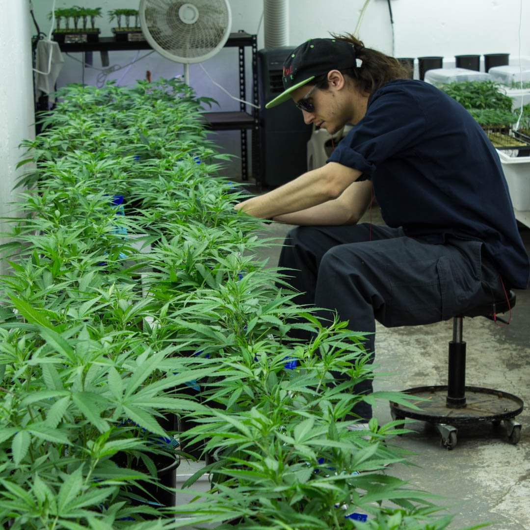 LocoL_Love's tweet photo. Another week in the books! Special thanks to our crew who works diligently through every step to ensure quality reigns supreme. #locollove #locolfamily #cultivationcrew #connoisseurcannabis #boulder #coloradocannbis #lovetheprocess https://t.co/Inl0fQqgrW