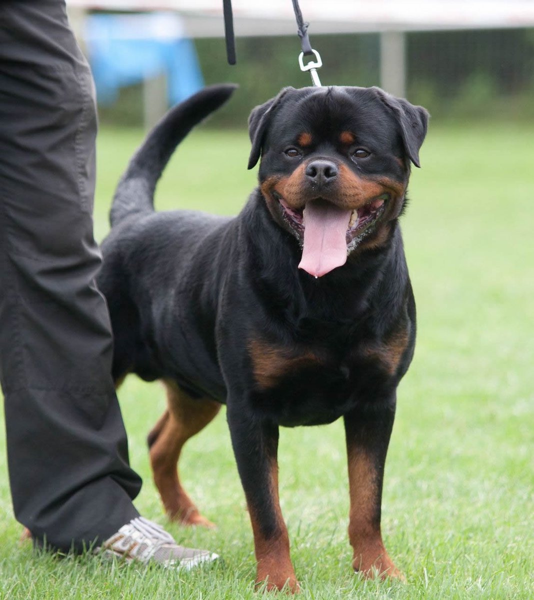 adrk rottweilers