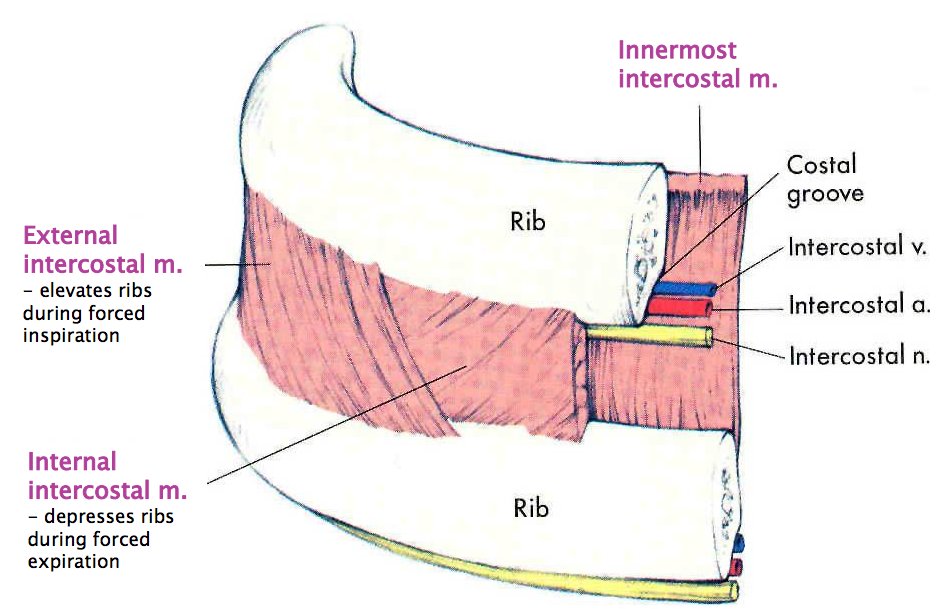 Hominid Evolution Fun Facts By Alexandra Kralick Auf Twitter When Siding A Rib As Left Or Right You Use The Ridge On The Bottom But Why Is It There As Protection For
