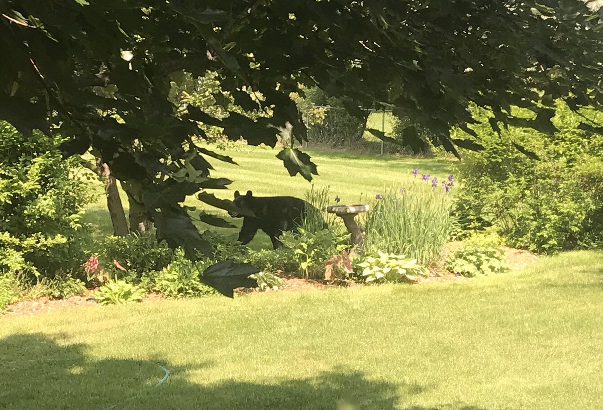 MikeTelek's tweet image. Watch out for the wandering black bear in Pittsford. #pittsfordblackbear