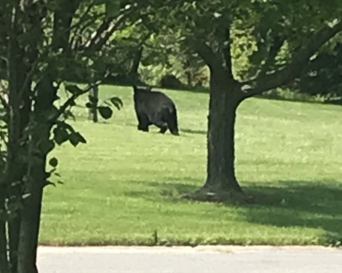 MikeTelek's tweet image. Watch out for the wandering black bear in Pittsford. #pittsfordblackbear