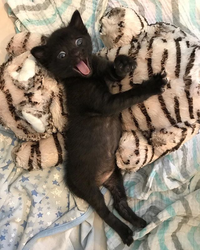kittenxlady's tweet photo. Wahoo! I’m headed to COLORADO today to work with my friends at @happycatshaven. Their grand opening event is full—but there are still a few (free!) spots for my Saving Kittens workshop on Sunday. Head over to https://t.co/NtkzpZ6Yvd to grab a seat! ♥️ … https://t.co/9WZh68o5ks https://t.co/3KxyPJAjY1