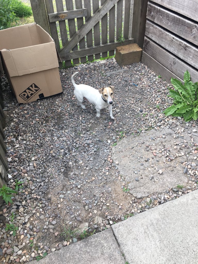 Just found this little chap running along the A93 at old scone. Almost run over bless him. Please let me know if he is yours. <a href="/PerthandKinross/">Perth and Kinross Council</a> please could you retweet and help find this fellas home. Thank you.