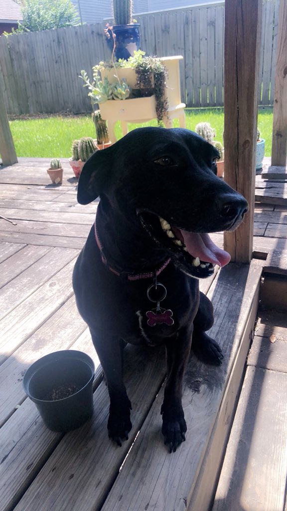 tayalexis96's tweet photo. I love being a mom to this sweet girl💖🌵 #PitbullLabMix #DogMom #Trouble https://t.co/to9P8Wqzgb