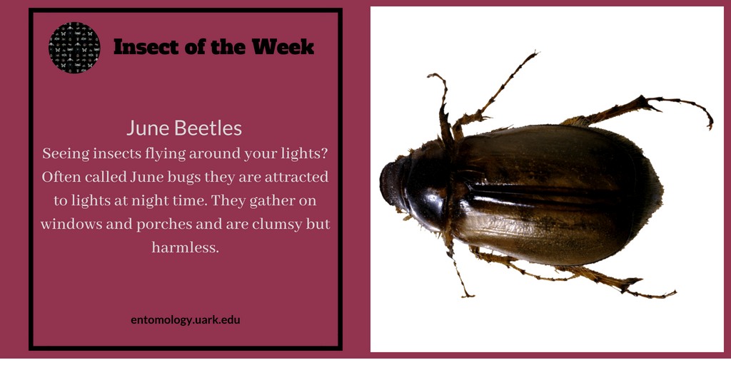ArkansasEPP's tweet photo. Curious about those brown beetles you keep finding lying on their backs on your patio or porch? No, they're not drunk. #junebeetle #beetle #insectoftheweek #UARKentomology #AginArkansas #bumperscollege #UArkansas https://t.co/FqTG5baKH8