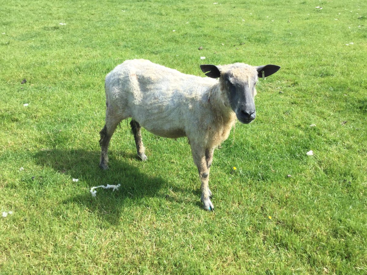 WalbyFarmPark's tweet photo. The last sheep sheared @WalbyFarmPark .. one of our Teeswater Ewes' saying a big Thank Ewe to Farmer Nick for her new summer outfit! #shearingsheep #teeswater #winterwoolallgone https://t.co/EGpC9bKl4v