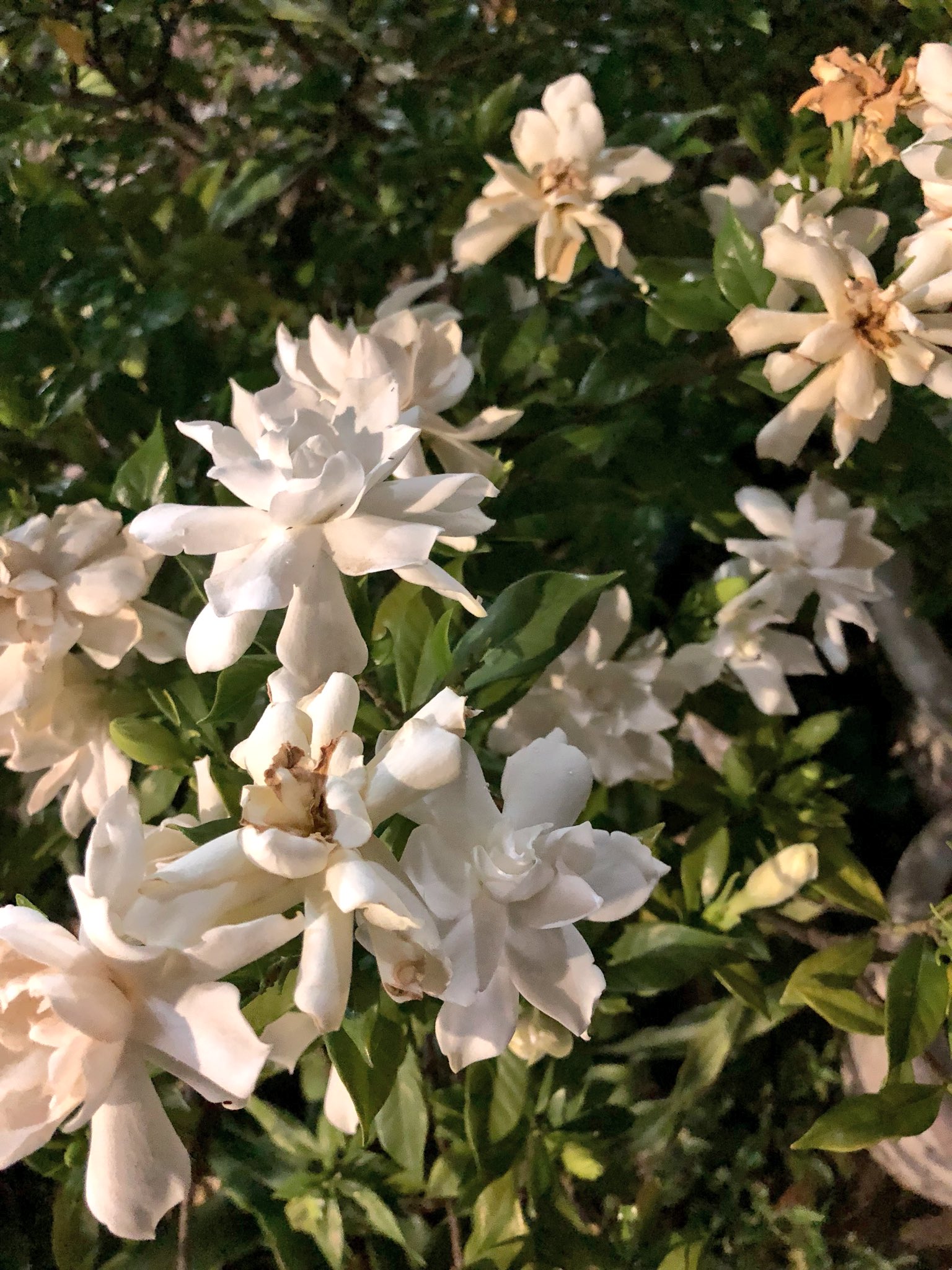 石丸幹二 A Twitter シークレットガーデン 夜を彩る クチナシ 八重咲きは白薔薇のよう この季節三大香木の１つが香り立つ 舞台稽古 順調に進んでおりますよ 石丸幹二 T Co K1kcjzc1cg Twitter
