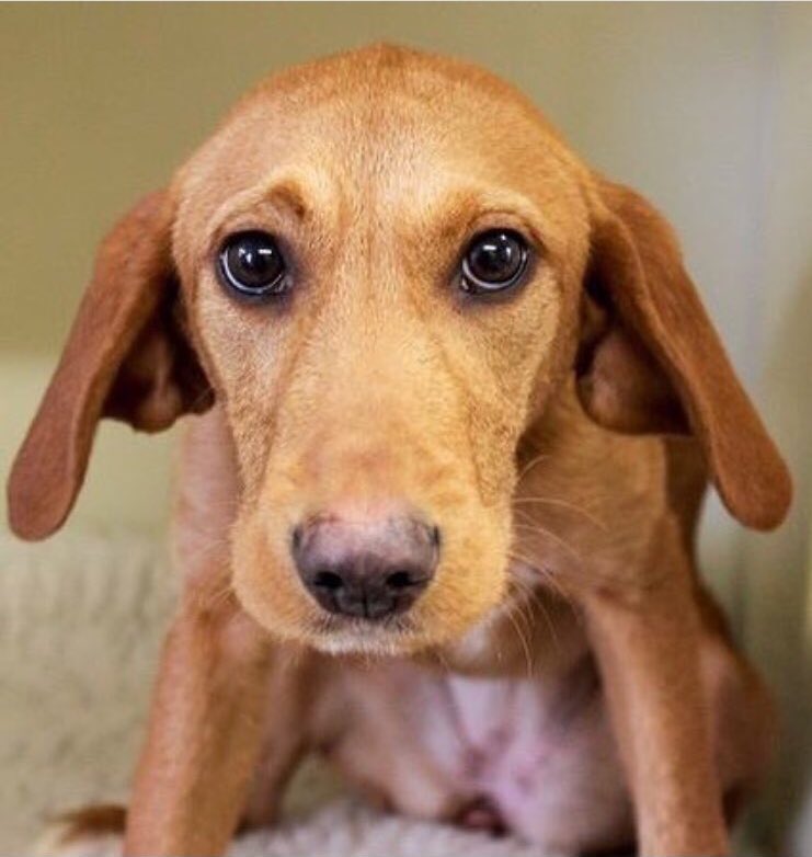 TheGoodwashCo's tweet photo. We will be at BIG Walkies LIVE #ButePark this Sunday 10th of June with our #furfounders who are donating all profits of #woofwash #sebonwŵff to #RescueDogs like chianti below👇@RSPCAcymru will we see you there?  https://t.co/P8Jg73Kw7e
#woof #BIGWalkiesLIVE https://t.co/EnkByZp4a4