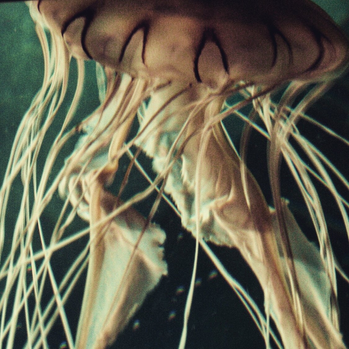 Noritrix's tweet photo. Planeta azul
#ocean #live #acuatic #Noritrix #photo #photography #ocean #oceanos #medusa #texture #color #colour #misociaesunicono #look #observe #sal #acuatico #water #agua #blue #azul #tentaculos #savetheplanet #save #preserve #mar #marenostrum #sailor https://t.co/J8wcWrHmGz