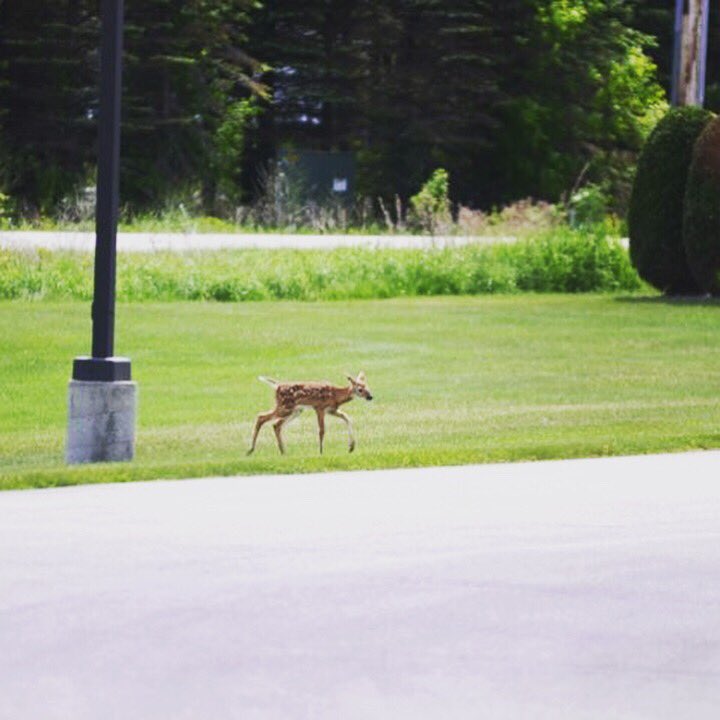WhitetailsUltd's tweet photo. Our friend is making themself right at home. #learningtheway https://t.co/4NG9rlTKxs