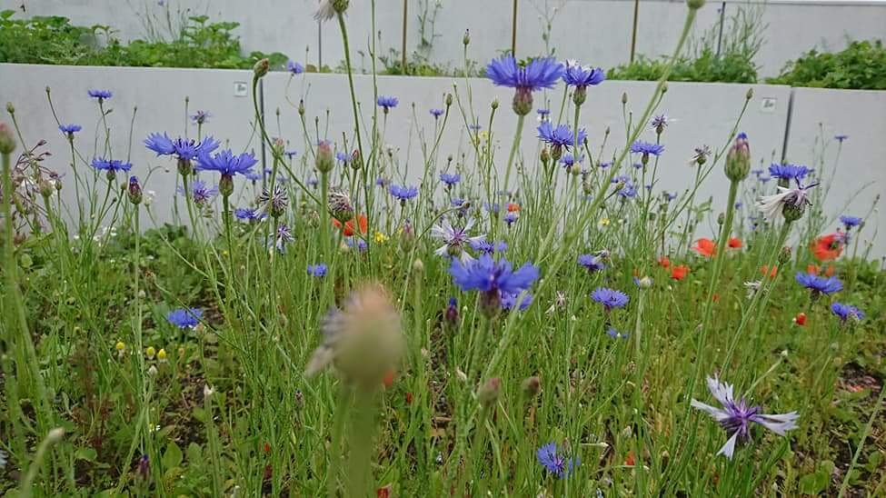 d_akkers's tweet photo. Edibleflowers on rooftopfarm the #DakAkker on the officebuilding the @Schieblock downtown #Rotterdam ... #rooftopfarming #urbanfarming #urbanagriculture #rooftopfarming  #stadslandbouw ... #farmingthecity #cityfarming #growingfood photo's: @LydiaVanDeursen https://t.co/zZesMnEVLc