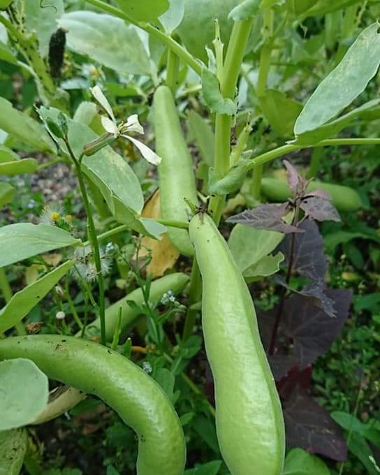 d_akkers's tweet photo. Rooftopbeans on #rooftopfarm the #DakAkker on the officebuilding the #Schieblock downtown #Rotterdam ... #rooftopfarming #urbanfarming #urbanagriculture #rooftopfarming  #stadslandbouw #farmingthecity #cityfarming #growingfood photo: @LydiaVanDeursen https://t.co/l2rtvEWIAj