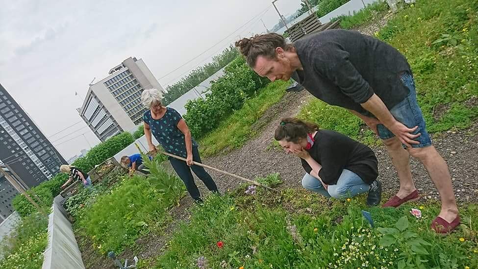 d_akkers's tweet photo. And the #rooftopfarmers are working on, on #rooftopfarm the #DakAkker on the officebuilding the @Schieblock downtown #Rotterdam ... #rooftopfarming #urbanfarming #urbanagriculture #rooftopfarming  #stadslandbouw ... #resilientrotterdam #farmingthecity photo: @LydiaVanDeursen https://t.co/fbr7SyLnim