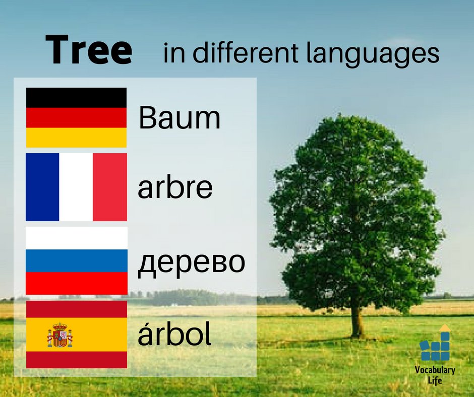 VocabularyLife's tweet image. How do you say 'tree' in your native language? 📚😊
#vocabulary #language #learning