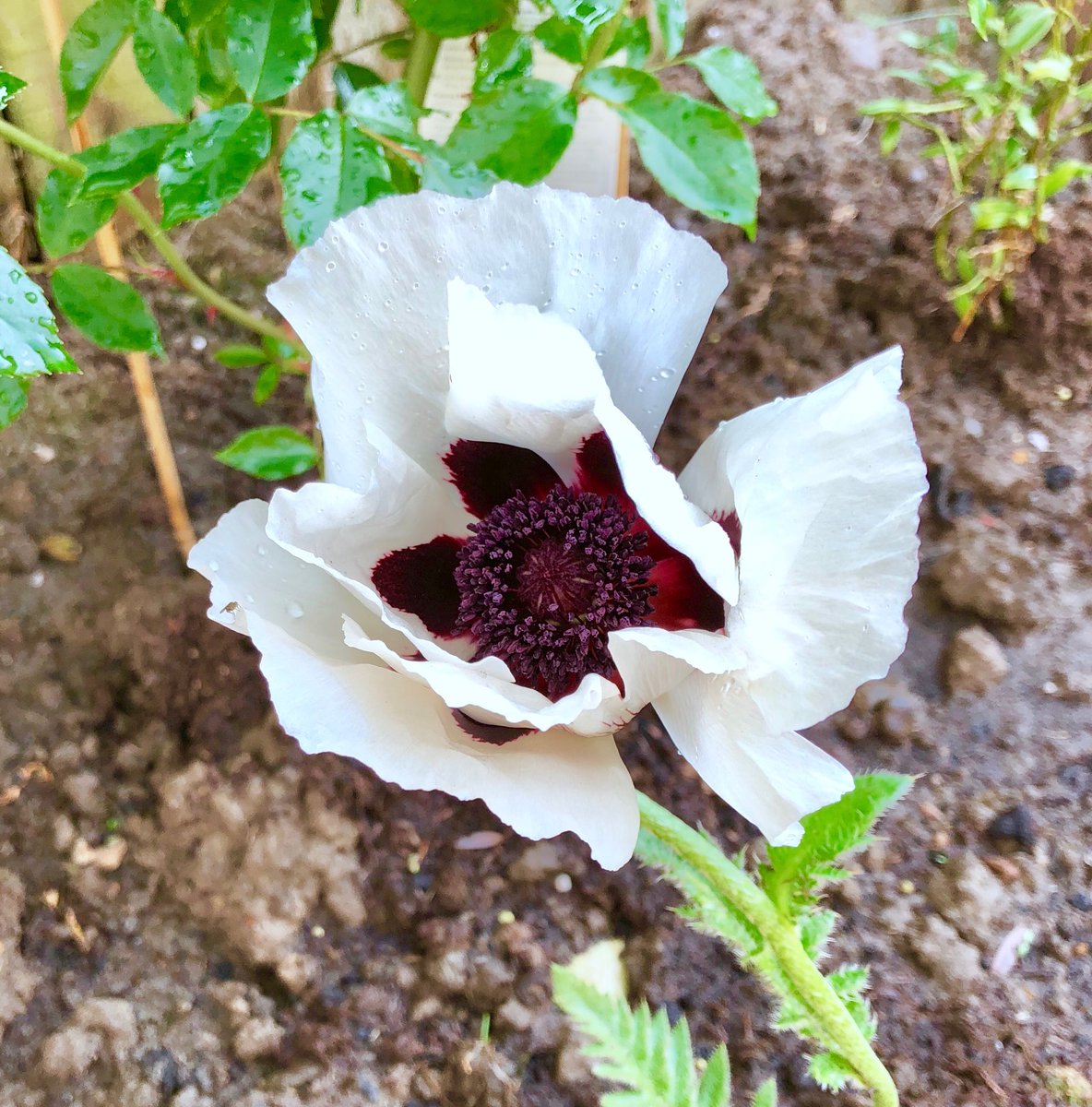 Craig Myers tweet media