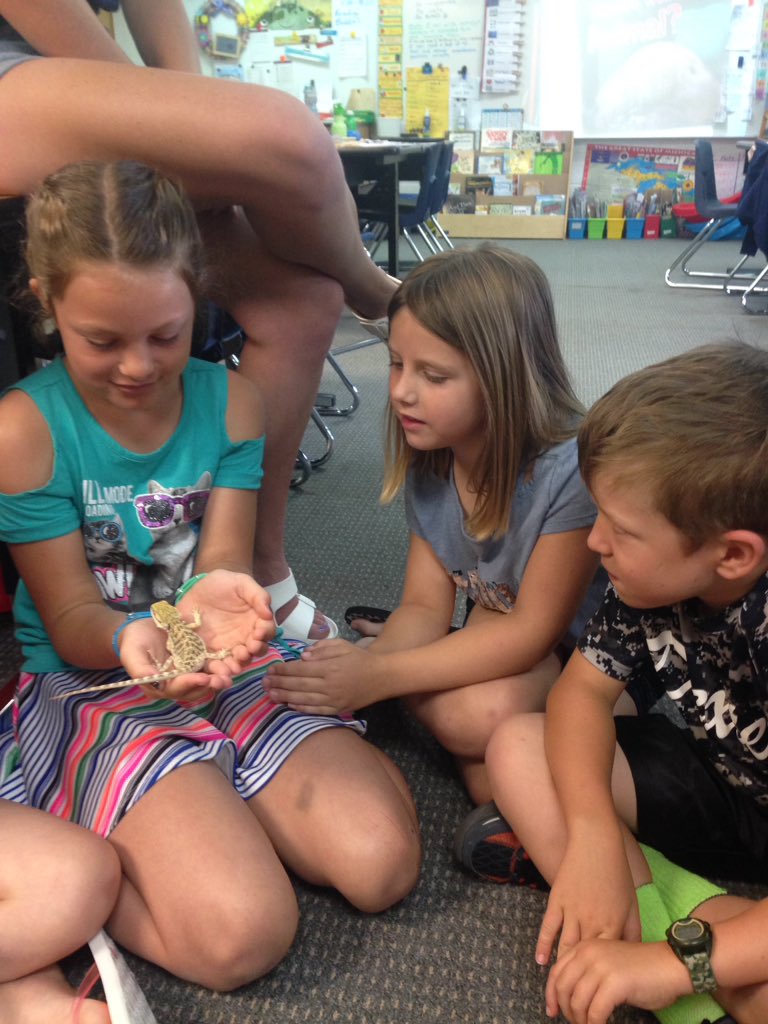 LynnetteS123's tweet photo. Learning about Lila's new bearded dragon! https://t.co/GZQAUSlWfD