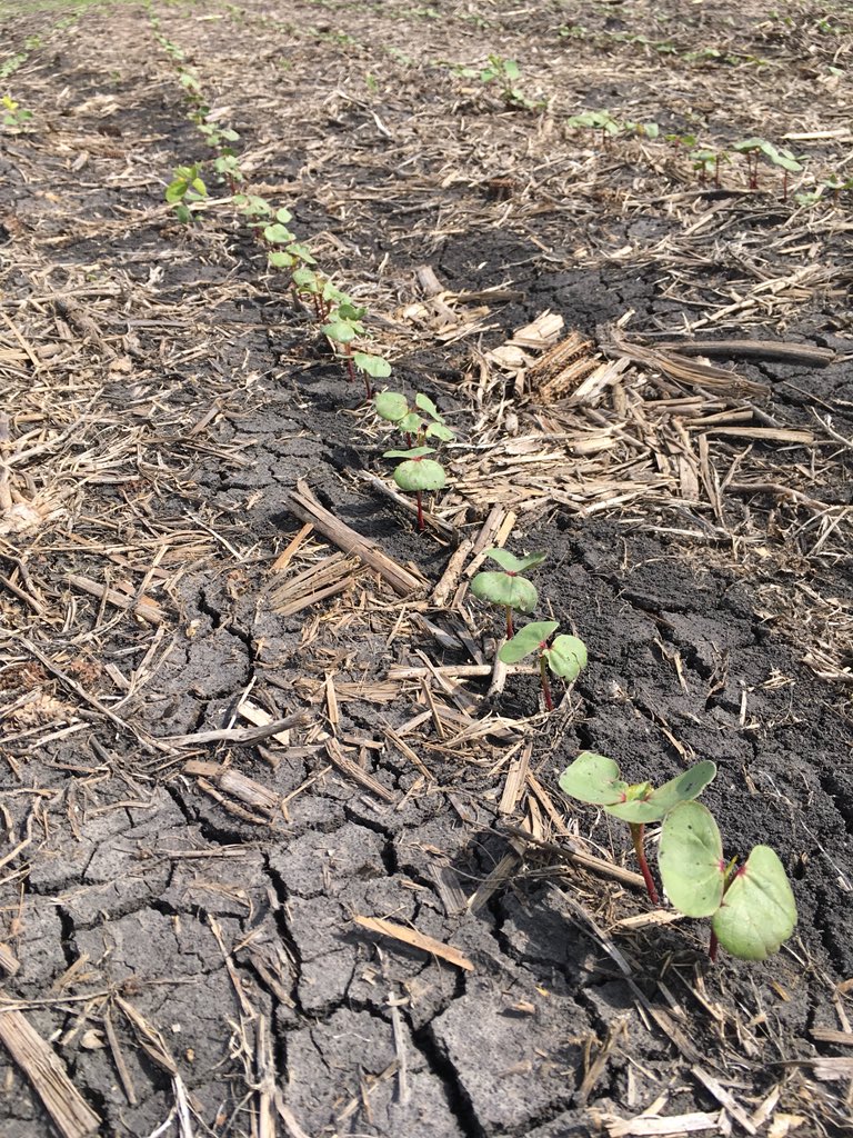 derry_mac's tweet photo. I know absolutely nothing about Cotton, but we have an established stand in Sherack, MN!! @CHSAgServices #ProPlot https://t.co/nKFu3fmSGT