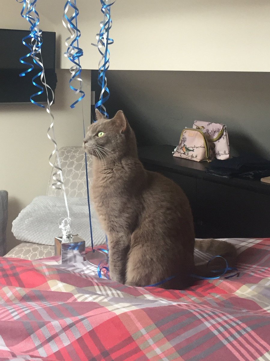 AnimalSearchUK's tweet photo. #findaxel #missingcat https://t.co/NG61W1Oo9i  Address: Birkenhead, Merseyside, England, CH42
PostcodeCH42 9NJ
SituationEscaped Other
Circumstances: He was trapped in a vehicle that collected rubbish   the van was opened in birkenhead Singleton Avenue at 2pm, he jumped out. https://t.co/K0Z50p9drf