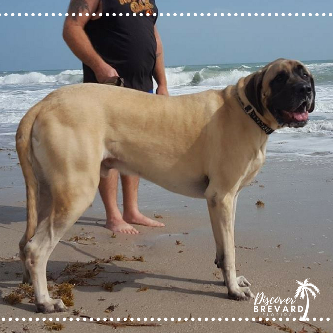 YourBrevardFL's tweet photo. 🐶 This pup LOVES the doggie beach!!! 🌊  We would love to see pics of your pups!!
🐕 (The is Zues... the English Mastiff) https://t.co/EvaLv7kRwh