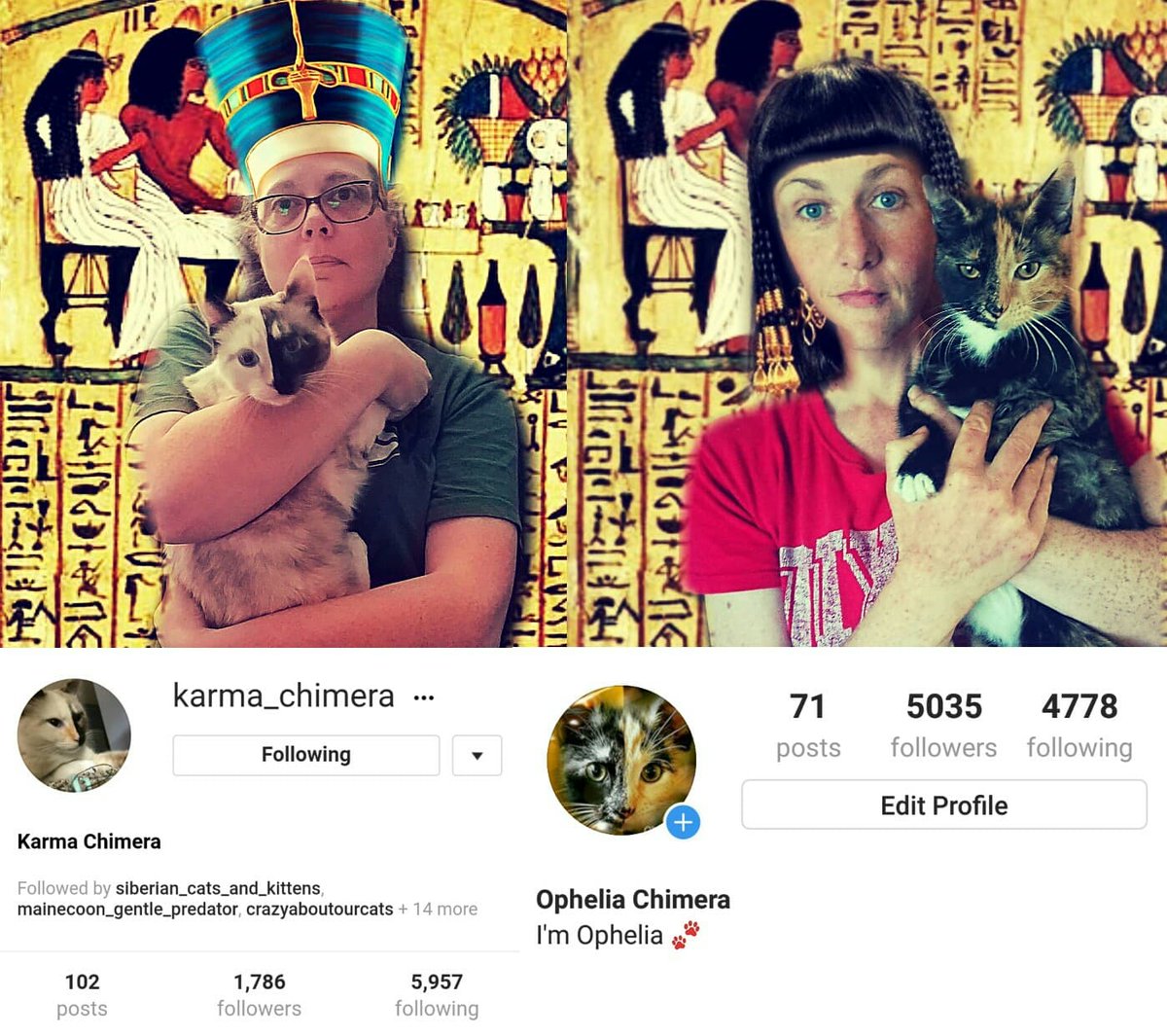 xtineKJ's tweet photo. Thousands of years ago, cats were worshipped as gods. Cats have never forgotten this and now rule Instagram! Scotland and Washington #Gishbond across the miles over our pair of instafamous 2 faced kitty cats! #Meow #cats @modinaa https://t.co/zIy9ZycbVN