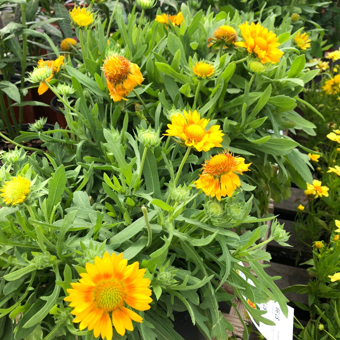 Blanket Flower Mesa Peach - Gaillardia (gay-LAR-dee-uh') 🌼 A fantastic fuss-free perennial for hot spots with poor soil
#flowermasses #sunnyglow #rebloomswithdeadheading #waterwise #borders #containers #urbangarden #fullsun #hummingbirds #butterflies #cuttingflowers