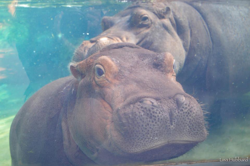 CincinnatiZoo's tweet photo. Fiona Stats: Today she weighs 785 lbs, is 6 ft long, 32 inches tall, about 20 inches wide, her nose is about 7.5 inches wide and her tail is 10.25 inches long! #teamfiona https://t.co/AL2Q9XiTQH
