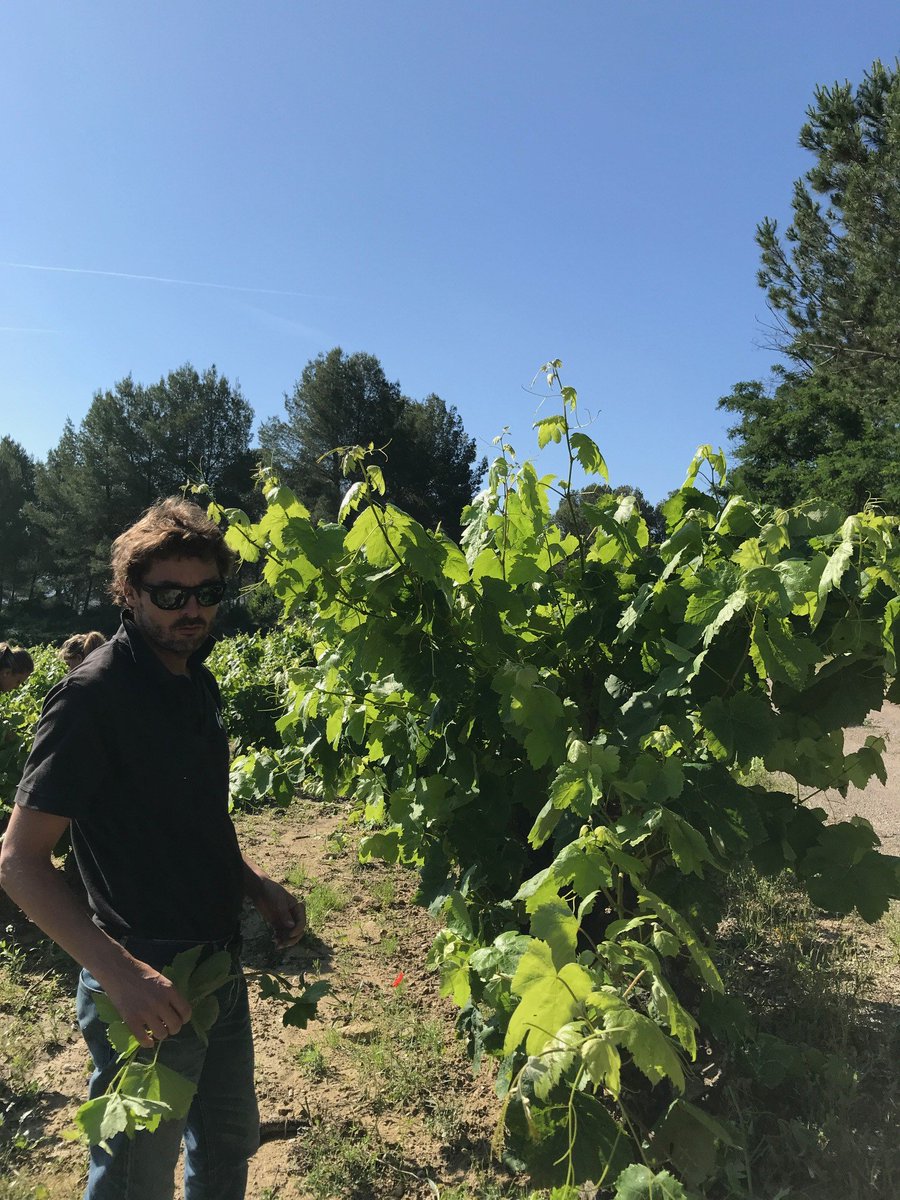 VINPepeRaventos's tweet photo. #Pepe while #greenpruning in #Mas vineyard. #Goodmorning #Winemorning https://t.co/Vk1qZGd9Ha