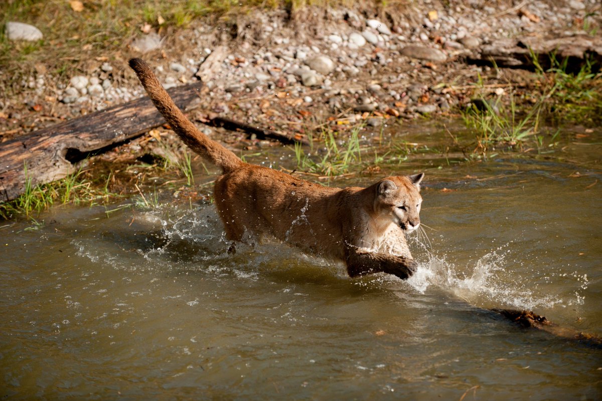 Montana Pressroom tweet media