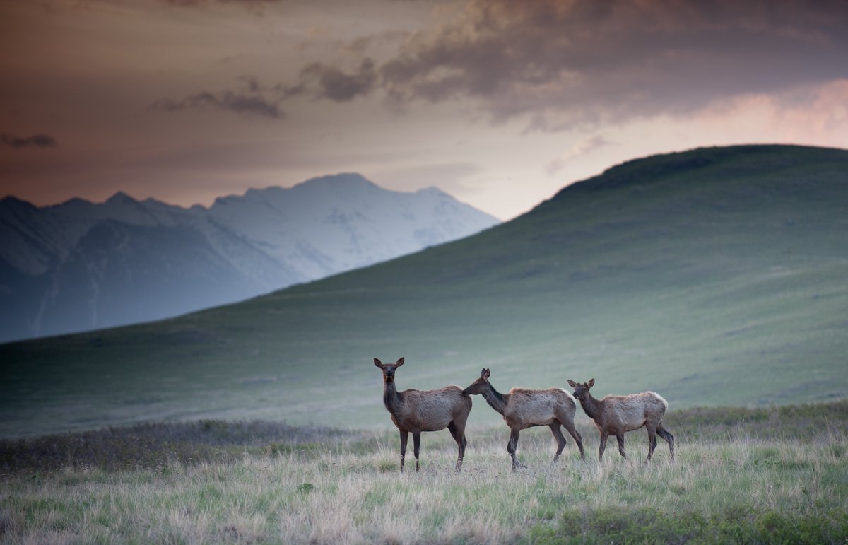 #MontanaFunFact: Montana has more different species of mammals than any other state in the U.S., with around 100 species like elk, bobcats &amp; bighorn sheep! Learn more: bit.ly/MTFunFacts