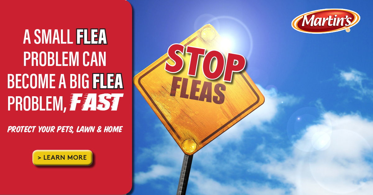 MartinsBrand's tweet photo. The weekend is here and FLEA season is in full swing! Learn how to protect your YARD HOME and PET from #fleas #martinsbrand #fleafree
LEARN MORE > https://t.co/LBshummRuX https://t.co/NQYhpaFWQl