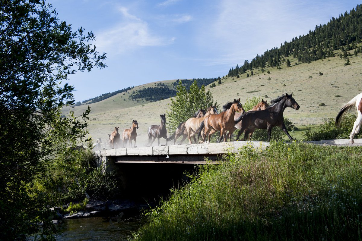 Montana Pressroom tweet media