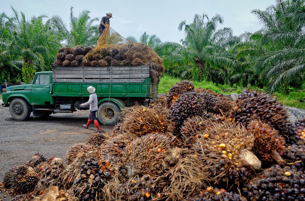 EcoDaily_Org's tweet photo. French farmers plan fuel blockade in palm oil row - https://t.co/jpEbyIwh3l https://t.co/4BtoCPzQiz