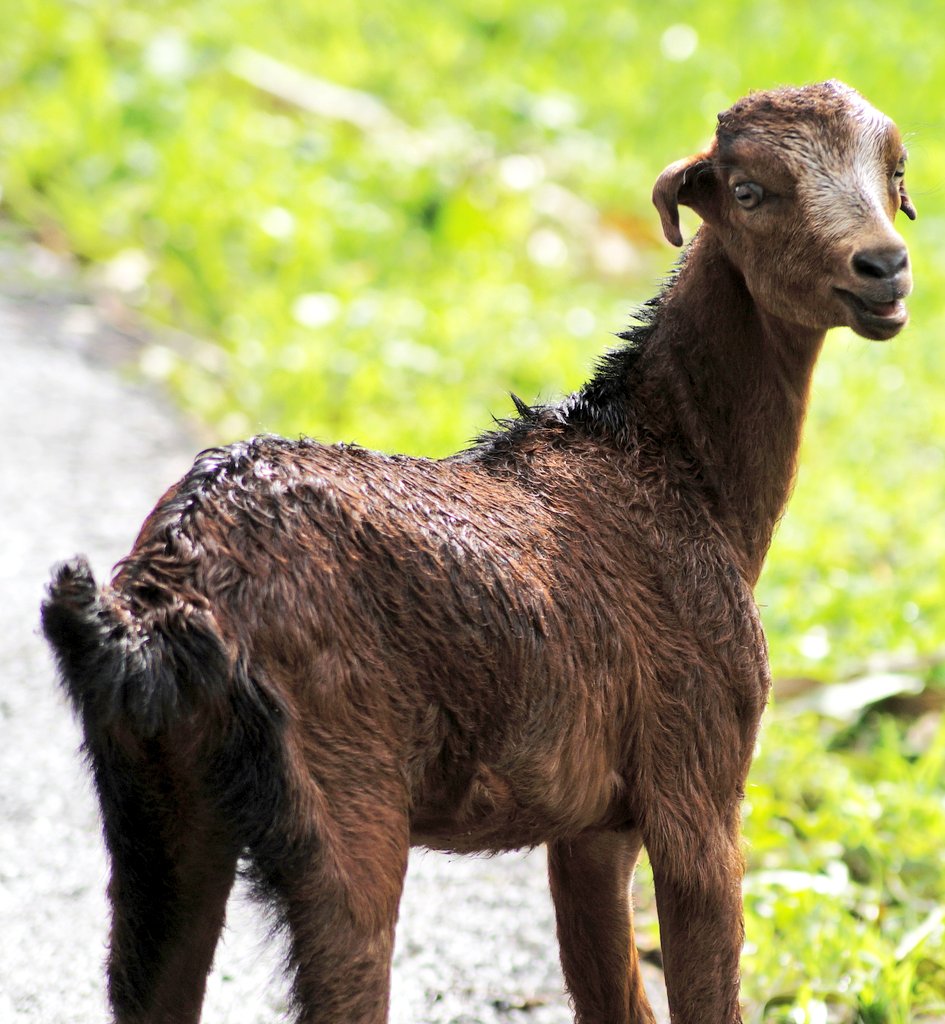 FFPATHAN1's tweet photo. #BeautyThroughScience #LittleBigShots #GOAT #indiandiaries #PhotoOfTheNight #photographyislife #ruralrise #AnimalWorld #AnimalCrossing https://t.co/R55Yt7fXlw