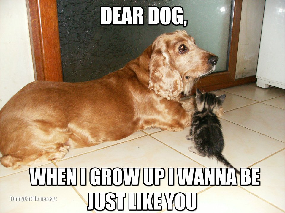 FluffiesPets's tweet photo. Dear Dog 😻😻 #petlovers https://t.co/EeeflM4HWl