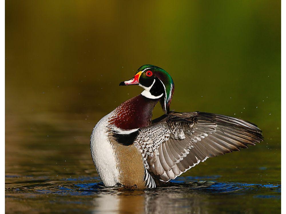 mtlgazette's tweet photo. #MTLFriday challenge: The birds and bees are for you, me and photography https://t.co/u2NqX29qly https://t.co/ph75hHFw67