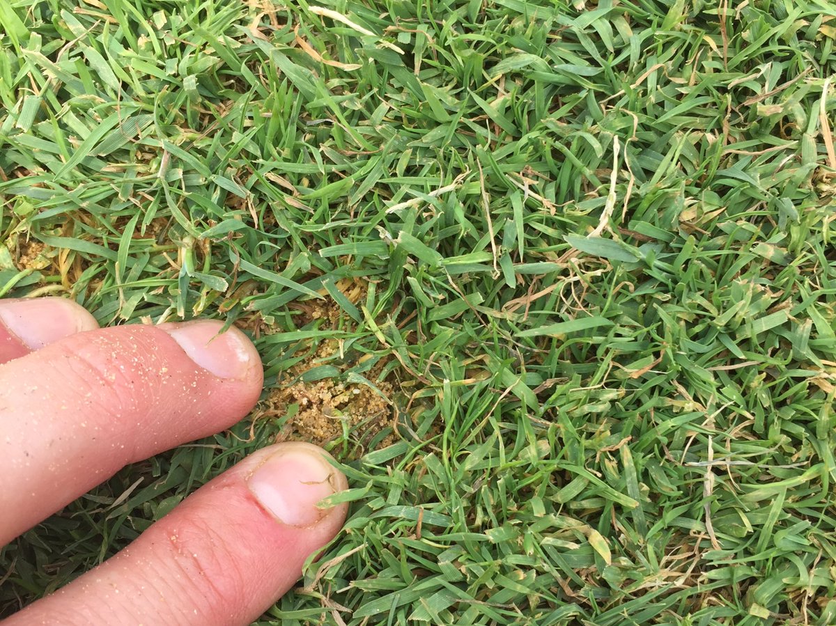 kempsuturf's tweet photo. This is the result of this week’s double vertical mow @ .25” depth and about 7-8 ton/A of sand. Paclo and wetting agent app applied on Wednesday should set us up well moving forward #paturf https://t.co/Nkc6ptnpAD