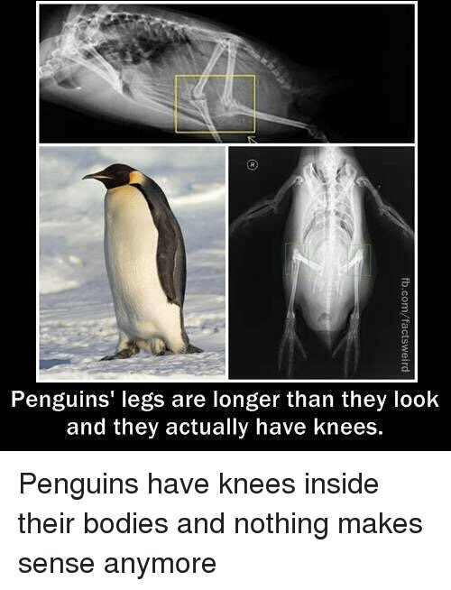 Momo Must On Twitter Maquestionexistentielle Est Est Ce Que Les Pingouins Ont Des Genoux
