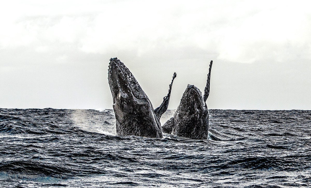 RidleyScottCG's tweet photo. Exploring the great unknown of the ocean for #IntotheNowVR was a life changing experience for #RSAVR Director @MichaelMuller77. That’s why his focus for this year’s #WorldOceansDay is on preventing plastic pollution and finding solutions for a healthy ocean. https://t.co/j4sNpFZe78