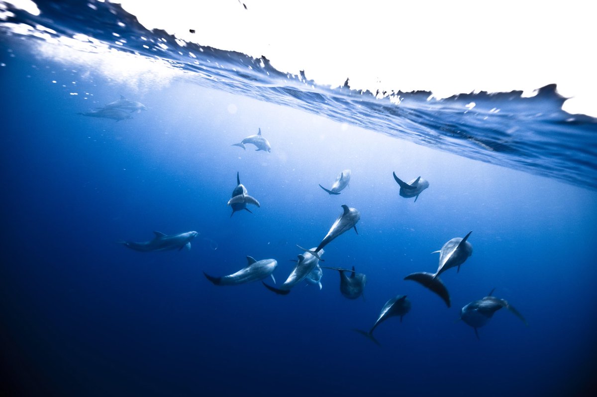RidleyScottCG's tweet photo. Exploring the great unknown of the ocean for #IntotheNowVR was a life changing experience for #RSAVR Director @MichaelMuller77. That’s why his focus for this year’s #WorldOceansDay is on preventing plastic pollution and finding solutions for a healthy ocean. https://t.co/j4sNpFZe78