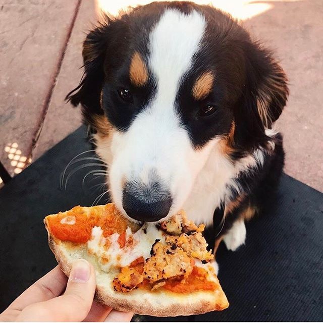 stanleysbarroom's tweet photo. This pupza is aussie-ome π .
#FetchNE Pizza truck open 3-10pm this weekend. Pizza for you and the pup!
Plus full dog menu available all day!
πΈ: @universityofcupcakes
πΆ: @australianozzy
π: pupza - dog friendly pizza crust, sweet potato sauce topped wiβ¦ https://t.co/J0NgrRxIDV https://t.co/jrMWn62vyo