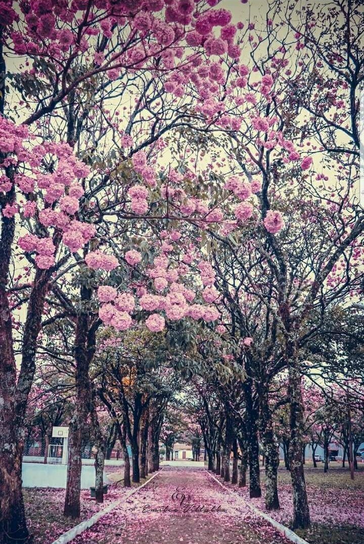 FretesIngrid's tweet photo. Mientras que en algunos países cae nieve, en el mío caen flores 🏵🇵🇾❤ https://t.co/avKf6tjgWR