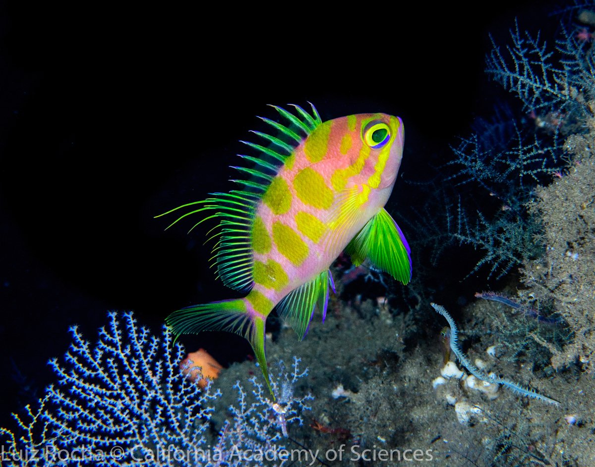 Continuing with #WorldOceansDay celebrations I will post some of y favorite underwater photos today! This is Odontanthias borbonius, a beauty only found in deep reefs throughout the Indo-Pacific. I photographed it at 102m depth in the Philippines. #HopeForReefs #OceanInspiration