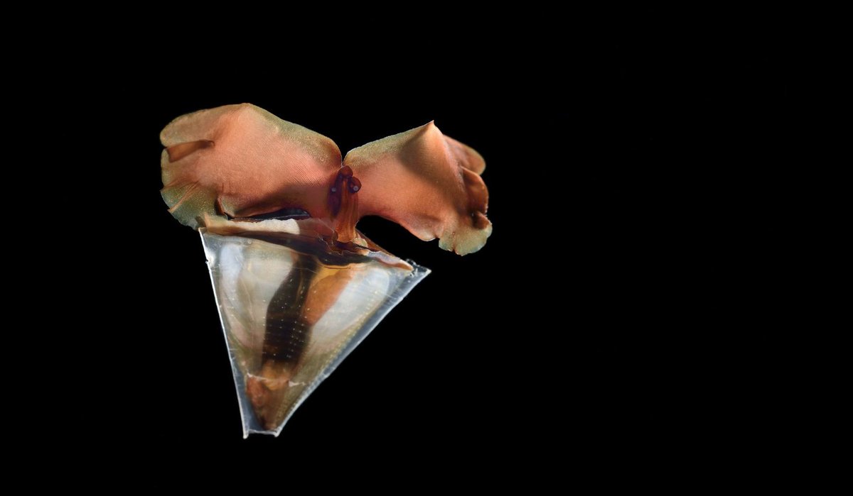 calacademy's tweet photo. Happy #WorldOceansDay, humans! From jewel-like copepods to common fangtooths, sea butterflies, &amp; tiny glass octopuses, celebrate the vastness we've only begun to explore w/@SolvinZankl's "Aliens of the Deep": https://t.co/r23gJ3N3SZ. https://t.co/NFRCvCT0Oz