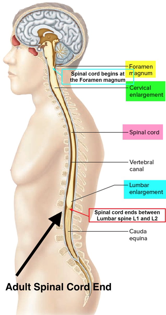35. As you grow, the spinal cord does not grow as much as the vertebrae and in adults, the bottom of the spinal cord ends up being much higher in relation to the intestines—well out of reach for most toxic or microbial assaults.