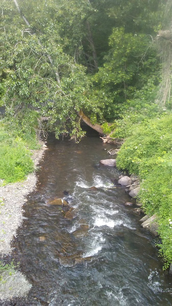 As much as i hate bugs, i love nature... And here in Oregon, the beauty of nature is all around us... Even in the middle of a city
#ThatOregonLife #NaturalBeauty #EnvironmentalInspiration #amwriting #lesfic #LGBTWiP #writerslife