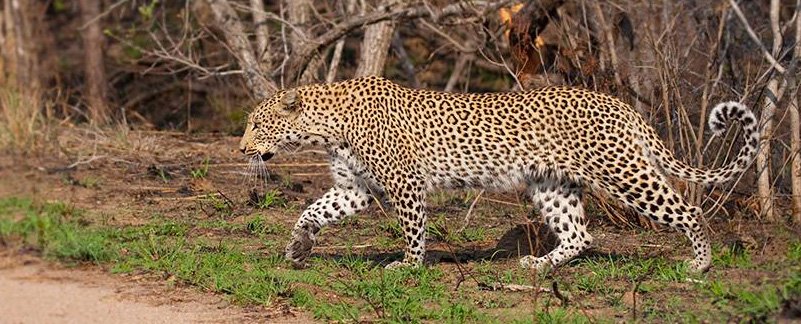 raptours's tweet photo. OK folks and FOMOs out there. We are down to our last 3 spots in this short but exhilarating raptor adventure in South Africa. Book it or miss it. Your call...https://t.co/IhRm7N41CB https://t.co/NcRwViyqWG