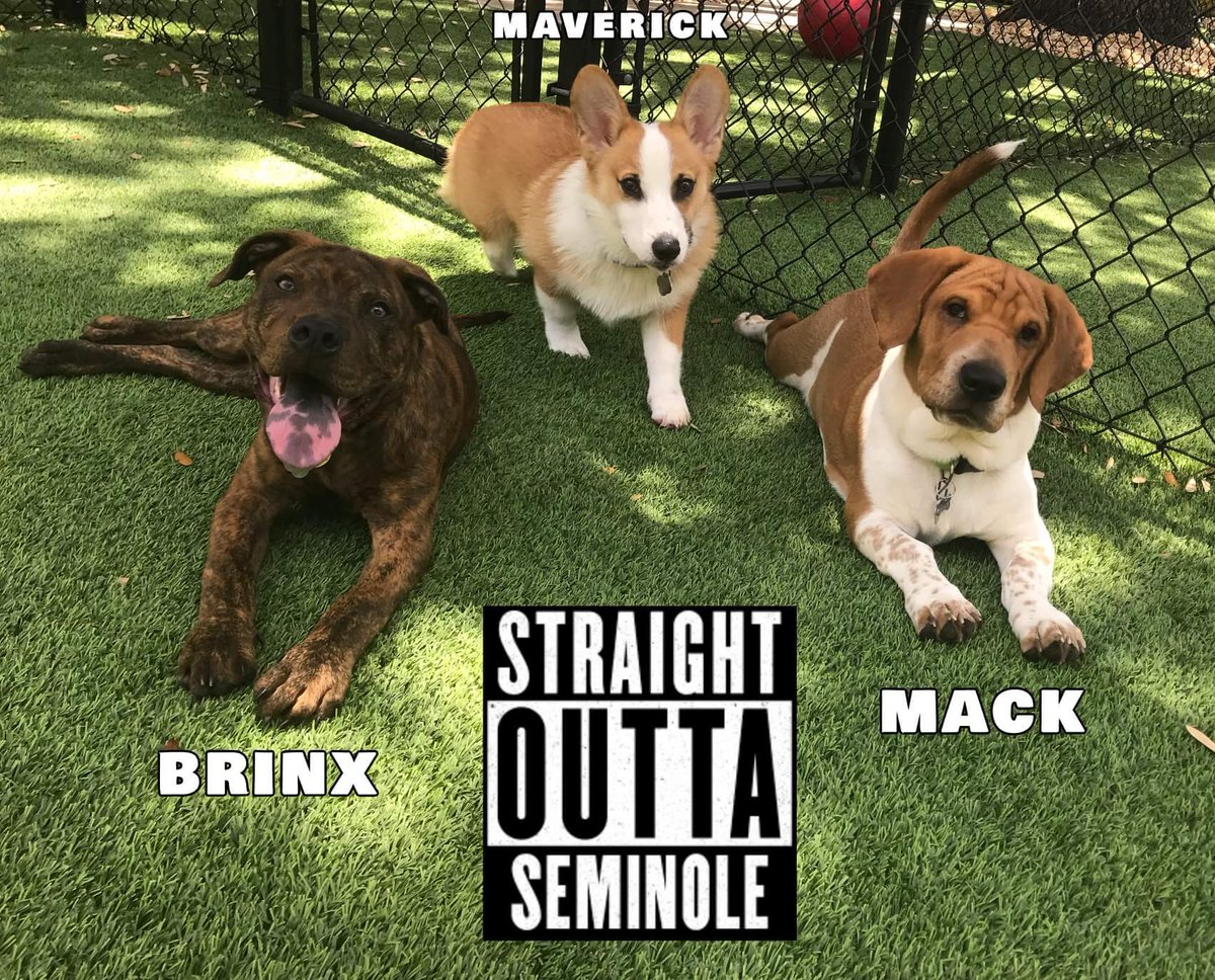 Straight Outta SEMINOLE!!!

#HottestAlbum #NationalBestFriendDay #puppy #Puppies #Pitbull #Corgi #BassetHound #Sharpei #Corgisoftwitter #pitbullsoftwitter